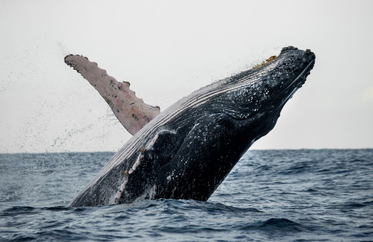 Medio Ambiente Inicia Temporada De Observación De Ballenas Jorobadas 2022 Presidencia De La